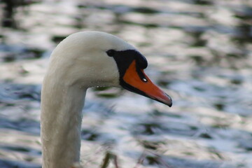 A white swan seen from close up