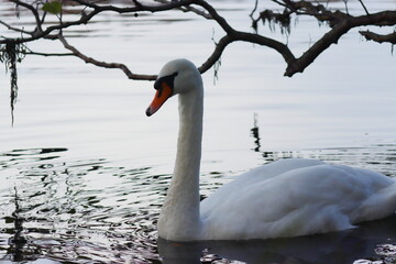 A white swan seen from close up