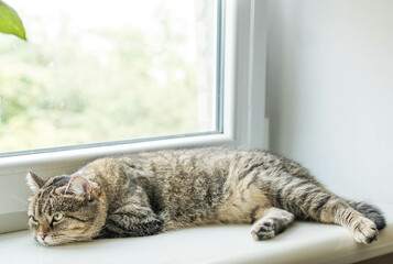 Cat lays on the window sealing. Pets in summer. Heat and domestic animals. Cat in apartment interior. Cat care.
