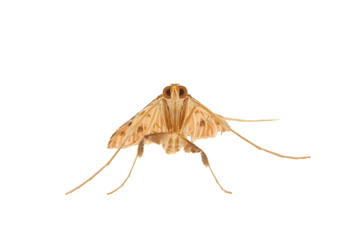 Red birch slender moth isolated on white background, Caloptilia betulicola