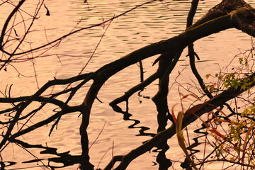 View of the lake and forest in autumn