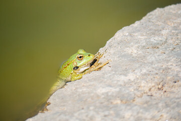 common frog