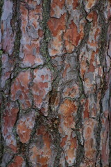Pine bark seen close up