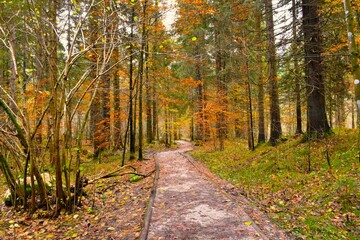 Walking trail leading trough a mixed conifer and broadleaf orange colored autumn forest