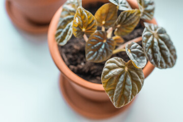 Beautiful green plant in a clay pot on a window sealing. Urban jungle concept.Gardening at home. Peperomia plant growth. Natural flower pot that holds a water with a houseplant.