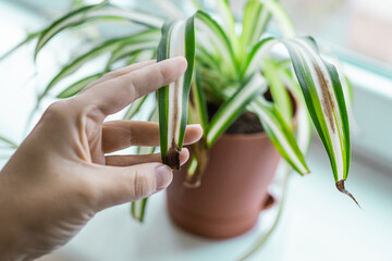 Chlorophytum house plant portrait with brown leaves. Home gardening concept. Brown stains on a leaf...