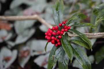 
Skimmia reevesiana 'Rubella', Skimmia is a genus of four species of evergreen dioecious shrubs and small trees in the rue family Rutaceae, all native to warm temperate regions of Asia.