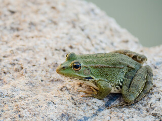green frog