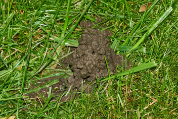Regenwurmhäufchen auf dem Rasen © Karin Jähne
