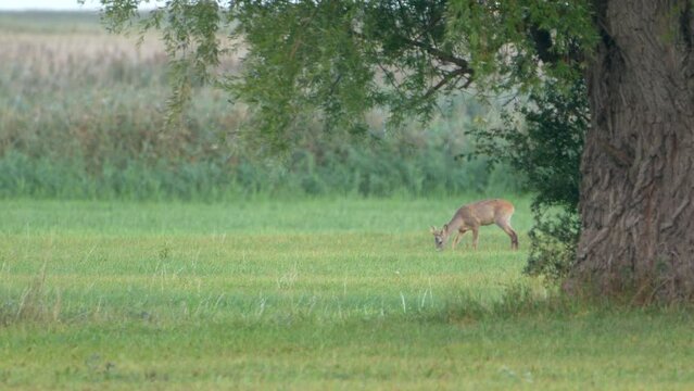 Wildlife - European Roe Deer in Super Slow Motion 4K 120fps