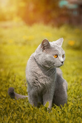 Naklejka na ściany i meble British cat walks on green grass...
