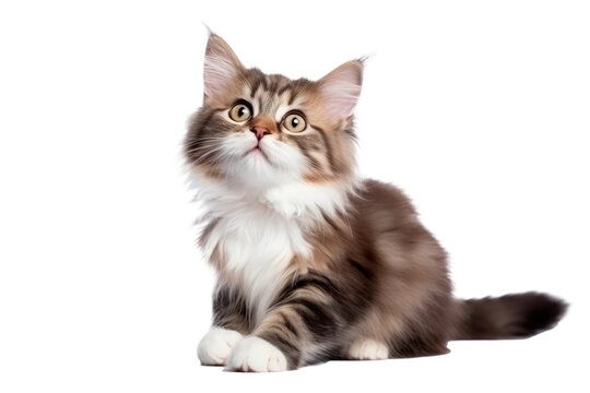 Cute fluffy portrait smile kitty Cat that looking at camera isolated on clear png background, funny moment, lovely cat, pet concept.
