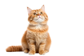 Cute fluffy portrait smile kitty Cat that looking at camera isolated on clear png background, funny moment, lovely cat, pet concept.