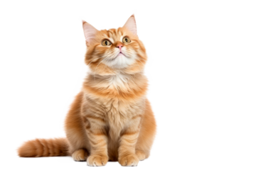 Cute fluffy portrait smile kitty Cat that looking at camera isolated on clear png background, funny moment, lovely cat, pet concept.