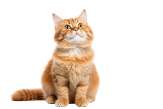 Cute fluffy portrait smile kitty Cat that looking at camera isolated on clear png background, funny moment, lovely cat, pet concept.