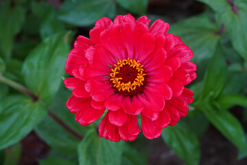 Red flower of Zinnia elegans or Zinnia violacea close-up, horizontal photo. Large flower of rich color of an ornamental annual plant is blooming with green leaves on the background.