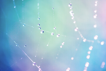 macrophotography of a web with water droplets in blue colors