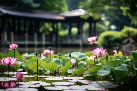 Lotus pond in a Japanese garden with a pagoda in the background. Serene and tranquil nature scene with water lilies and green trees.