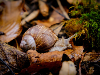 Close-up of a pretty brown vineyard snail looking for food, taken in Germany on a sunny day. 