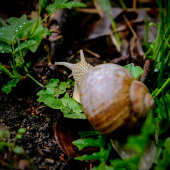 Close-up of a pretty brown vineyard snail looking for food, taken in Germany on a sunny day. 