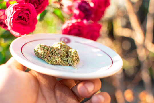Mano sosteniendo un plato con flor de marihuana