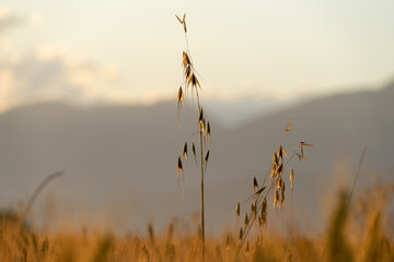 Sunset in a wheat field