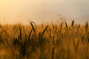 Sunset in a wheat field