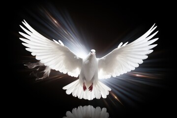  a white dove with its wings spread spread in front of a black background with a bright spot of light coming out of the center of its wings and a reflection in the foreground.