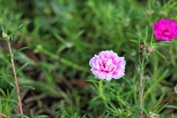 Close up of a portulaca grandiflora on green background.