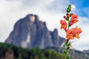 Close-up of snapdragon with the blurred Sassolungo mountain in the background