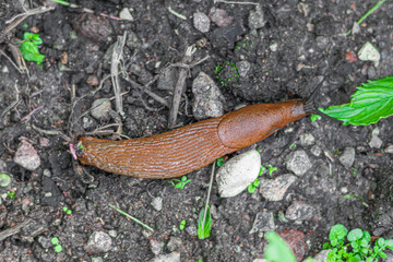 Close up of spanish slug (Arion vulgaris)
