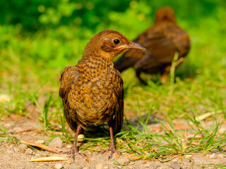 Close-up of beautiful young blackbirds looking for food, taken in Germany on a sunny day. 