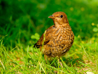 Close-up of beautiful young blackbirds looking for food, taken in Germany on a sunny day. 