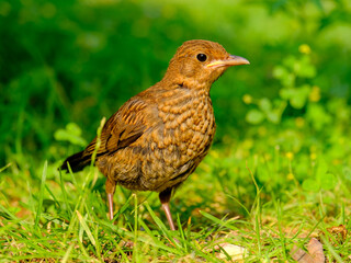 Close-up of beautiful young blackbirds looking for food, taken in Germany on a sunny day. 