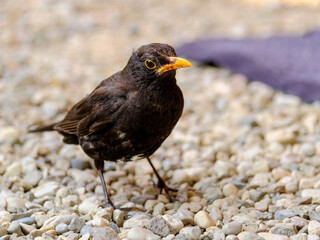 Close-up of beautiful young blackbirds looking for food, taken in Germany on a sunny day. 