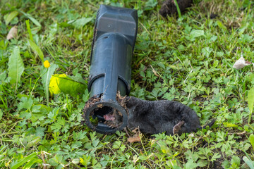 Big black mole in the trap on the green lawn, close-up image