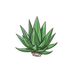 Agave isolated vector
