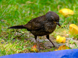 Close-up of beautiful young blackbirds looking for food, taken in Germany on a sunny day. 