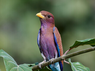 Broad-billed roller (Eurystomus glaucurus)