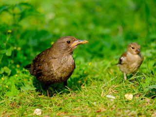 Close-up of beautiful young blackbirds looking for food, taken in Germany on a sunny day. 