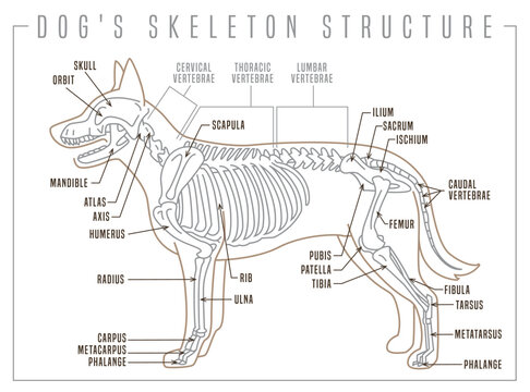 Detailed illustration of a dogs skeleton. Skeletal structure with precision.