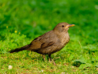 Close-up of beautiful young blackbirds looking for food, taken in Germany on a sunny day. 