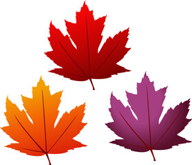 maple leaf Illustration