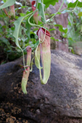 Tropical pitcher plants and monkey cups,Nepenthes.selective focus.