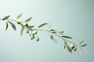  a branch of an olive tree with green leaves and olives on a light blue background with copy - space in the middle of the frame, with copy space for text.