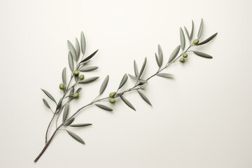  a branch of an olive tree with green olives and leaves on a white background, top view, flat lay on a white surface, with copy space for text.