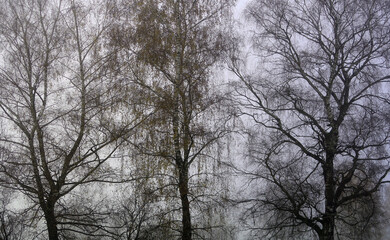 Novemberstimmung auf dem Land - November mood in the country
