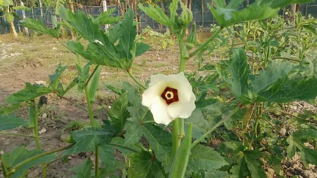 A Beautiful okra flower blooming with plants