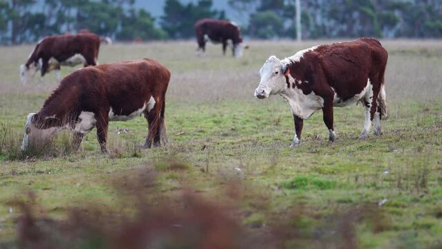beautiful cattle in Australia  eating grass, grazing on pasture. Herd of cows free range beef being regenerative raised on an agricultural farm. Sustainable farming of food crops. Cow in field 