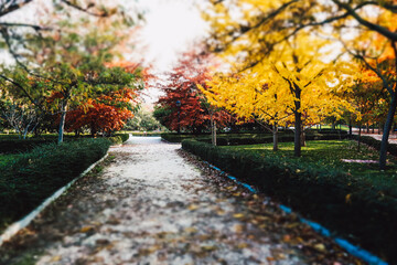 Fototapeta na wymiar A straight path in a fall park with colorful yellow, red, green deciduous trees. Ginkgo trees in the fall season. Tilt shift selective focus nature wallpaper. October, November park, parkland, garden.